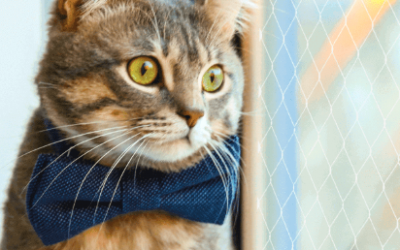 Safety Home Mallas de Seguridad | Mallas de Protección – Mascotas: Importancia de mallas de seguridad, evita caídas y fracturas.